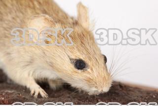 Mouse-Mus musculus 0019